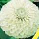 Цинния георгиновидная белая (white) семена однол. 70см (Moravoseed)