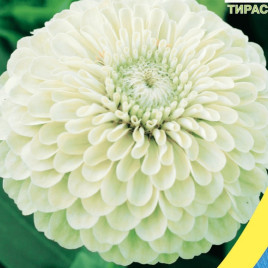 Цинния георгиновидная белая (white) семена однол. 70см (Moravoseed)
