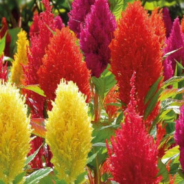 Целозія пір'яста "Суміш" (mix)