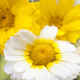 Хризантема махровая смесь (mix) семена однол. 70-80см (Moravoseed)