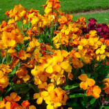 Хейрантус садовый смесь (mix) семена двух. (Moravoseed)