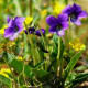 Фиалка многолетняя смесь семена (Moravoseed)
