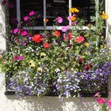 Смесь летних балконных растений семена (Moravoseed)