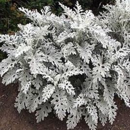 Серебряный карлик семена цинерарии (Moravoseed)