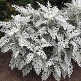 Серебряный карлик