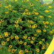 Санвиталия золотистая семена (Moravoseed)