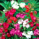 Бальзамін Cадовий суміш (mix)