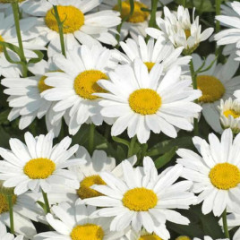 Ромашка крупноцветковая белая (white)