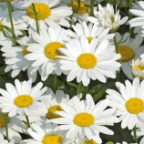 Ромашка великоквіткова біла (white)