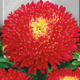 Айстра Принцеса червона