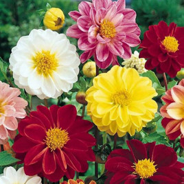 Помпоновидная георгина смесь