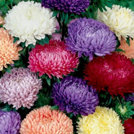 Айстра піоновидна (Mix) суміш