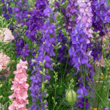 Дельфініум однорічний суміш (mix)