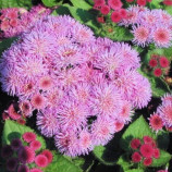 Мексиканский агератум розовый семена (Moravoseed)