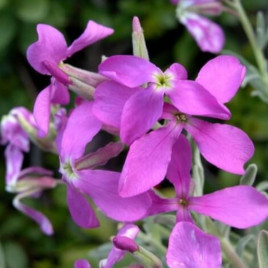 Маттиола двурогая семена (Moravoseed)