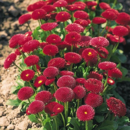 Маргаритка помпоновидна червона