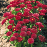 Маргаритка помпоновидная красная