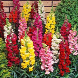 Антірінум Левячий зев суміш (mix) 