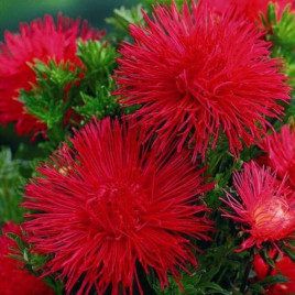 Айстра голчаста (Red) червона