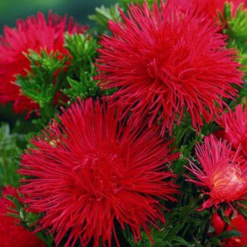 Астра игольчатая (Red) красная