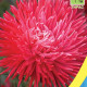 Астра игольчатая (Red) красная