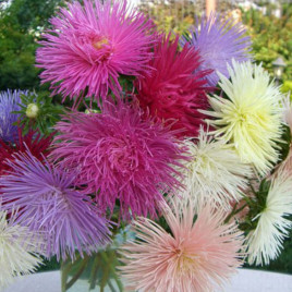 Айстра голчаста суміш (Mix)