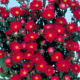 Астра карликовая красная (Red)