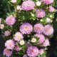 Айстра карликова рожева (Pink)