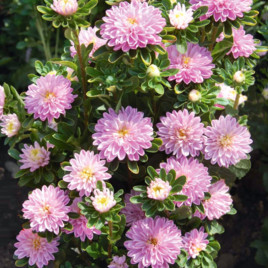 Айстра карликова рожева (Pink)