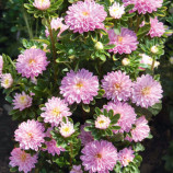 Айстра карликова рожева (Pink)