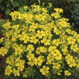 Чорнобривці Розлогі низькі жовті (yellow)