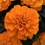 Чорнобривці розлогі низькі помаранчеві (Orange)