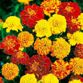 Чорнобривці Розлогі низькі суміш (mix)