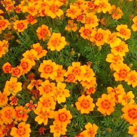 Чорнобривці тонколисті помаранчеві (Orange)