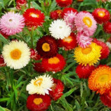 Безсмертник карликовий суміш насіння (Moravoseed)