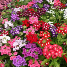 Вербена смесь семена (Moravoseed)