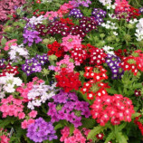 Вербена смесь семена (Moravoseed)