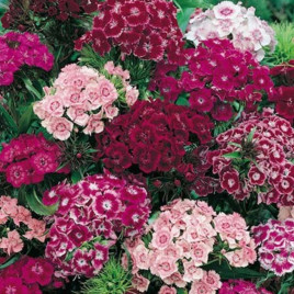 Гвоздика бородата суміш (mix)