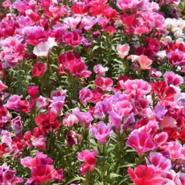 Годеция крупноцветковая смесь (mix)