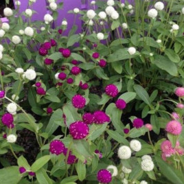 Гомфрена смесь семена (Moravoseed)