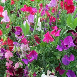 Душистый горошек смесь