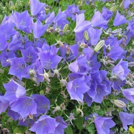 Карпатский колокольчик синий семена (Moravoseed)