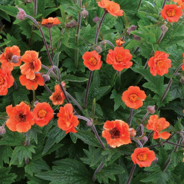 Дзвіночок чилійський помаранчевий 