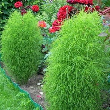 Кохія кипарисовидна