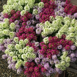 Каменник смесь семена (Moravoseed)