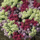 Каменник смесь семена (Moravoseed)