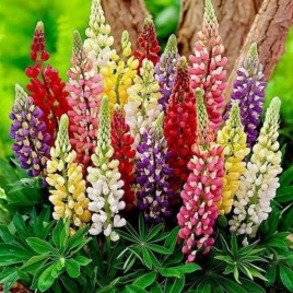 Люпин Суміш