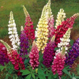 Люпин многолетний смесь