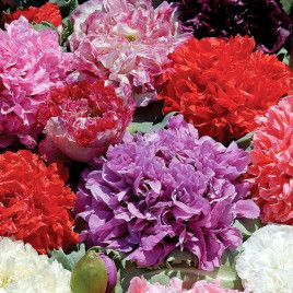 Мак махровый смесь