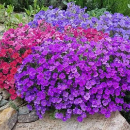 Обриета гибридная смесь (Mix)